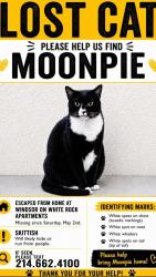 Lost Male Cat last seen Behind Sonic and VFW / Pelican Bay on White Rock Lake , Garland, TX 75040
