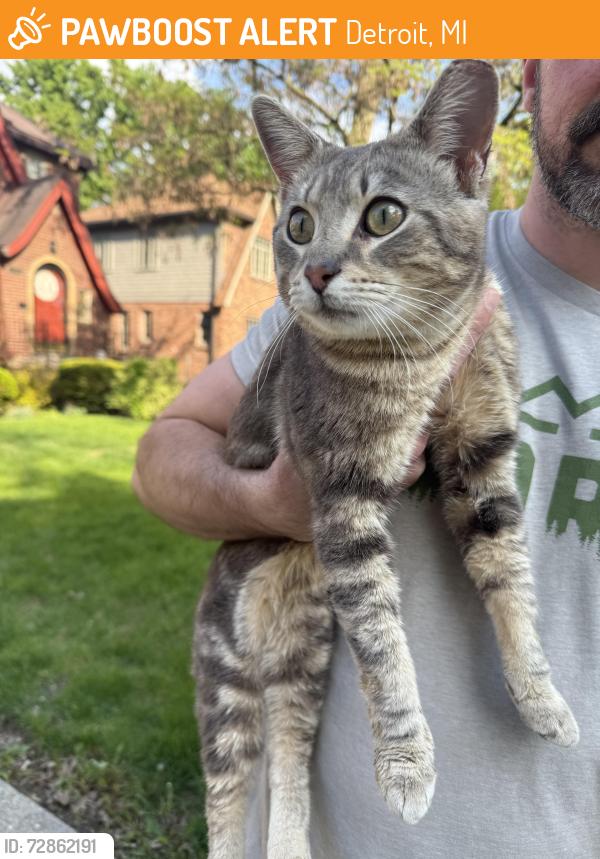 Found/Stray Male Cat last seen Chandler Park Drive and Outer Drive, Detroit, MI 48224