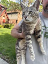 Found/Stray Male Cat last seen Chandler Park Drive and Outer Drive, Detroit, MI 48224