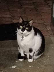 Lost Male Cat last seen Monto Rosso Complex, across street from Vredekloof Spar, Cape Town, WC 7560