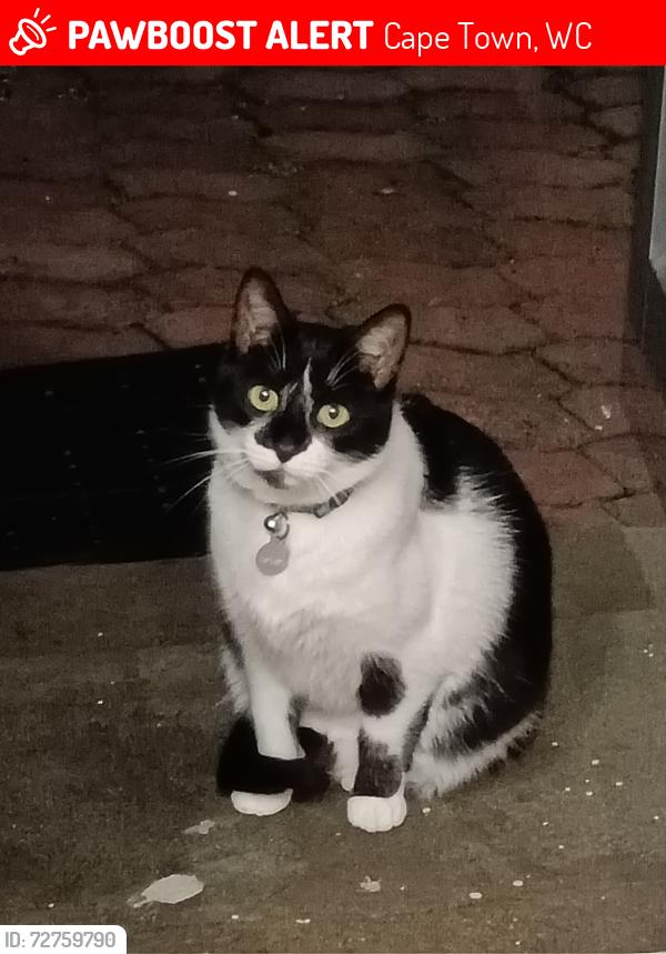 Lost Male Cat last seen Monto Rosso Complex, across street from Vredekloof Spar, Cape Town, WC 7560