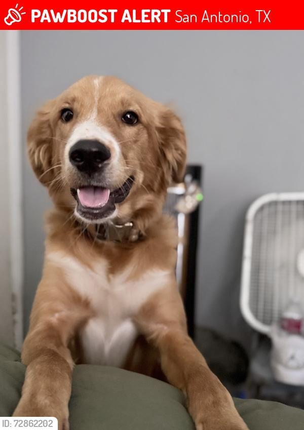 Lost Male Dog last seen Sunrise creek San Antonio Tx 78244, San Antonio, TX 78244