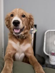 Lost Male Dog last seen Sunrise creek San Antonio Tx 78244, San Antonio, TX 78244