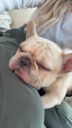 Found/Stray Male Dog last seen Monrovia Hill, Huntsville, AL 35806