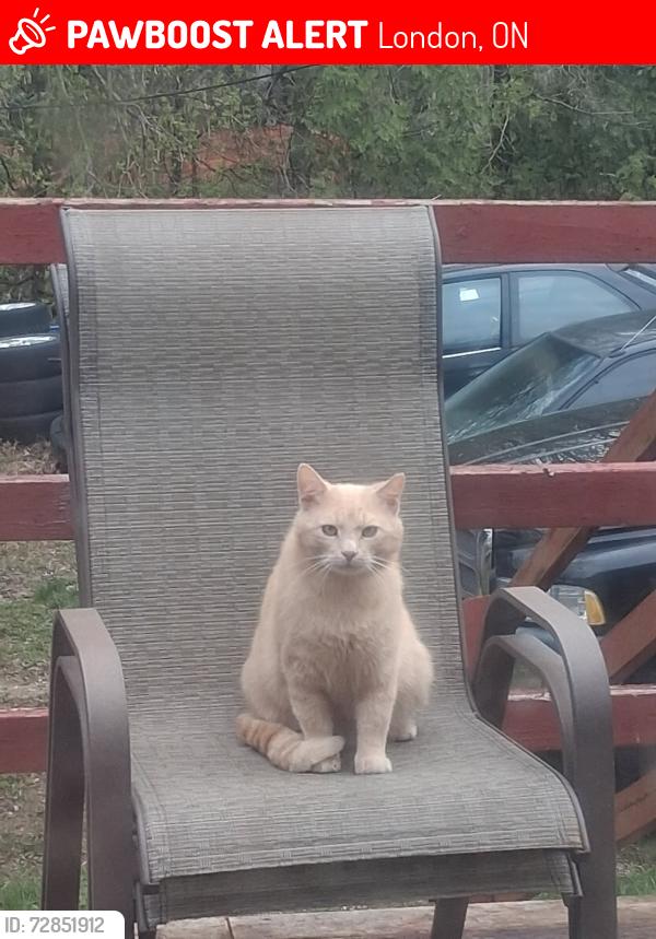 Lost Male Cat last seen Dundas St. Clarke St, London, ON 