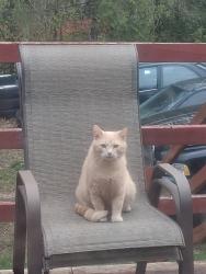 Lost Male Cat last seen Dundas St. Clarke St, London, ON 
