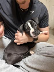 Found/Stray Male Dog last seen Raleigh Beach Road, Raleigh, NC 27604