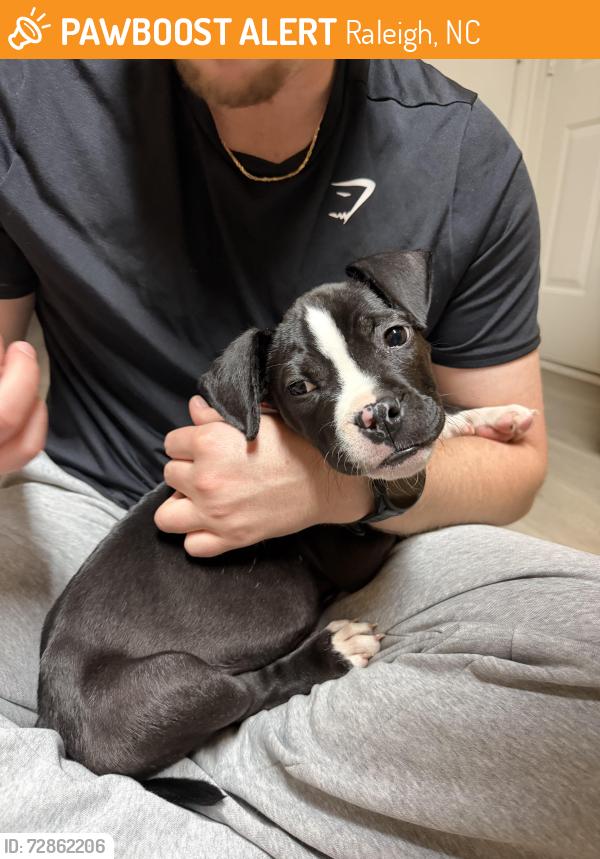 Found/Stray Male Dog last seen Raleigh Beach Road, Raleigh, NC 27604