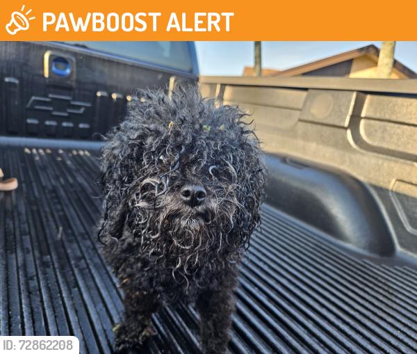 Found/Stray Female Dog last seen Near sw 13th street North Lauderdale fl 33068, North Lauderdale, FL 33068