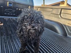 Found/Stray Female Dog last seen Near sw 13th street North Lauderdale fl 33068, North Lauderdale, FL 33068