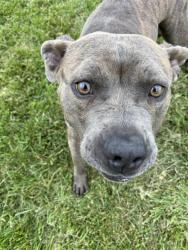 Shelter Stray Male Dog last seen Near , Indianapolis, IN 46221