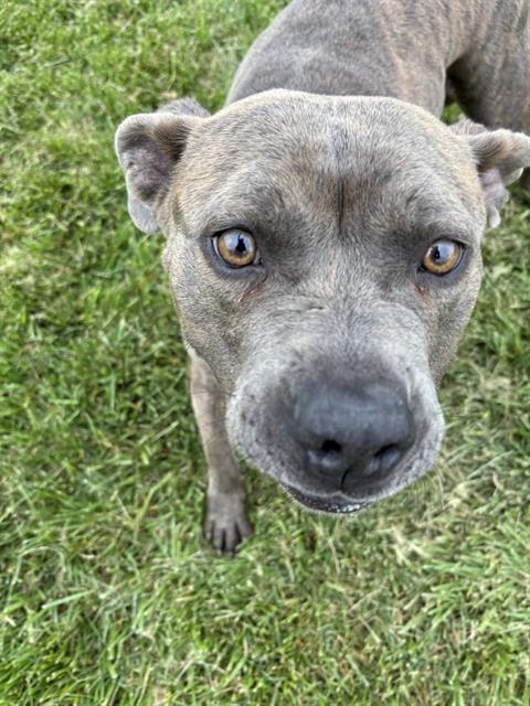 Shelter Stray Male Dog last seen Near , Indianapolis, IN 46221