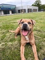 Shelter Stray Male Dog last seen Near , Indianapolis, IN 46221