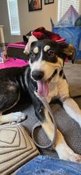 Found/Stray Female Dog last seen Huffman, Huffman, TX 77336