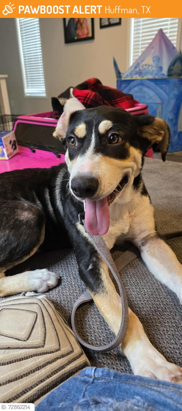Found/Stray Female Dog last seen Huffman, Huffman, TX 77336