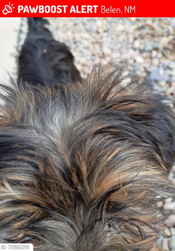 Lost Male Dog last seen By love's gas station , Belen, NM 87002
