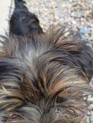 Lost Male Dog last seen By love's gas station , Belen, NM 87002