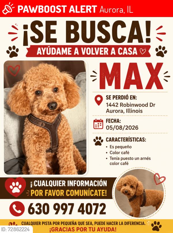 Lost Male Dog last seen Near robinwood Dr aurora , Aurora, IL 60506