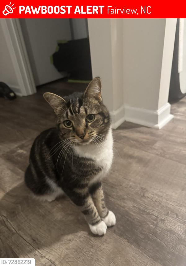 Lost Female Cat last seen Between South Cliff and Fairview Meadows Communities , Fairview, NC 28730