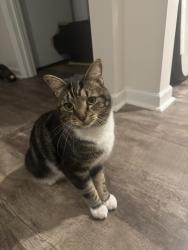 Lost Female Cat last seen Between South Cliff and Fairview Meadows Communities , Fairview, NC 28730