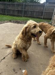 Reunited Male Dog last seen 90th St cul de sac, Owasso, OK 74055
