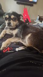 Lost Female Dog last seen Fm 1484 17008, Cut and Shoot, TX 77303