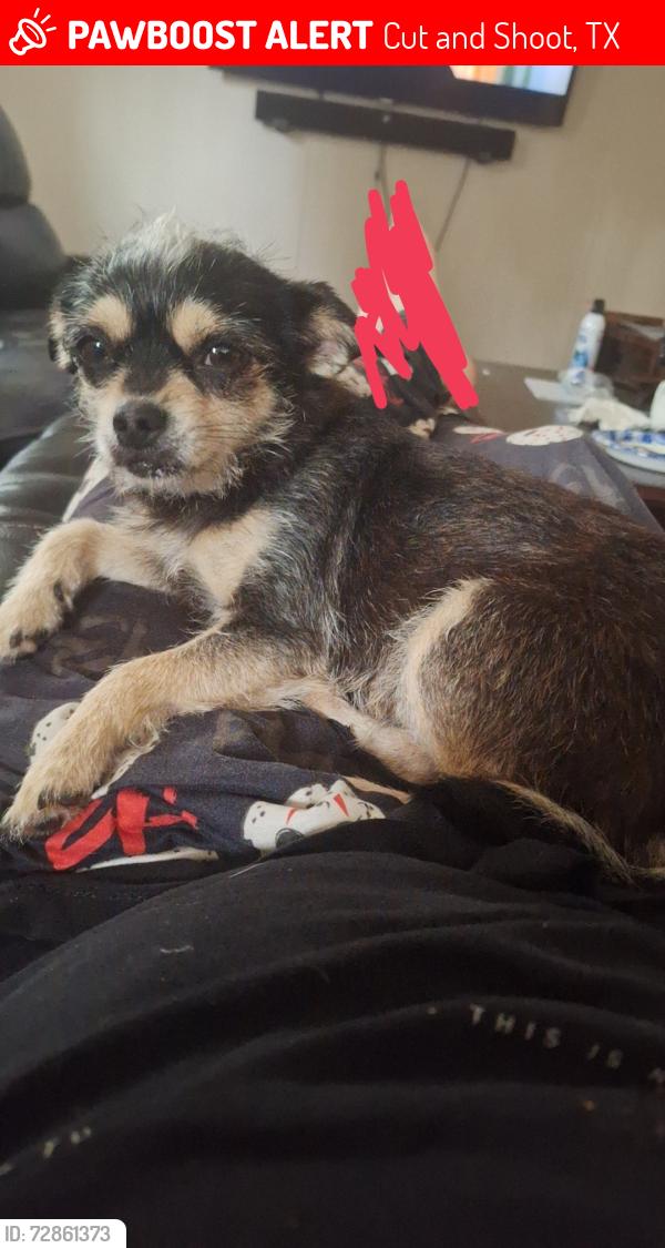 Lost Female Dog last seen Fm 1484 17008, Cut and Shoot, TX 77303