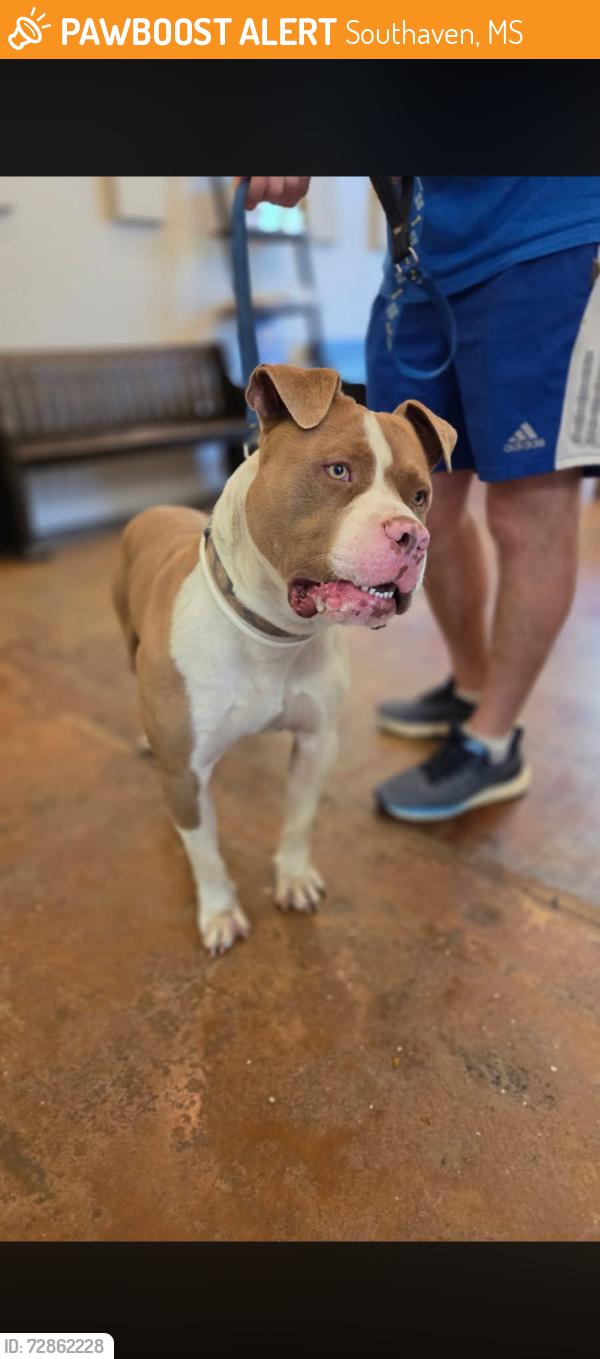 Found/Stray Male Dog last seen Roundtable/Greencliff Drive, Southaven, MS 38671