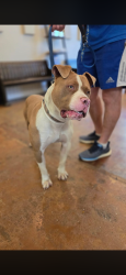 Found/Stray Male Dog last seen Roundtable/Greencliff Drive, Southaven, MS 38671