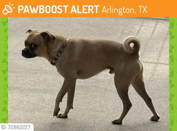 Found/Stray Male Dog last seen Randol Mill Park, Arlington, TX 76012