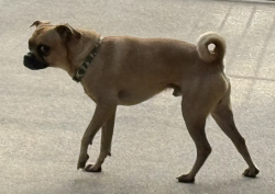 Found/Stray Male Dog last seen Randol Mill Park, Arlington, TX 76012