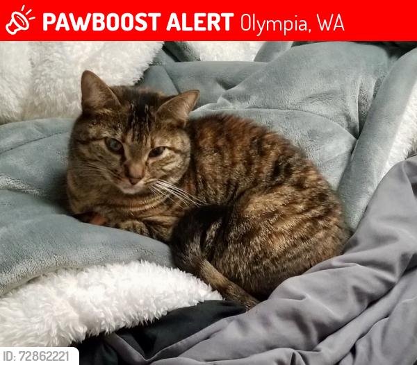 Lost Female Cat last seen Ethridge and Eastside, Olympia, WA 98506