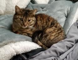 Lost Female Cat last seen Ethridge and Eastside, Olympia, WA 98506