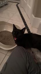 Found/Stray Female Cat last seen Alley by Fillmore 13 trash cans, Pontiac, MI 48342