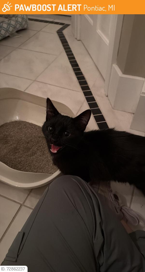 Found/Stray Female Cat last seen Alley by Fillmore 13 trash cans, Pontiac, MI 48342