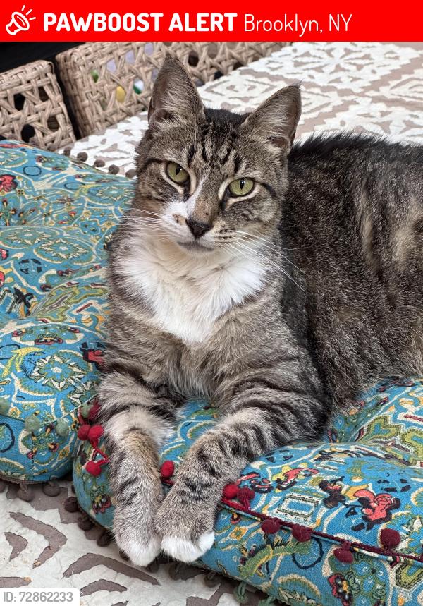 Lost Male Cat last seen Tompkins and Throop, Brooklyn, NY 11216