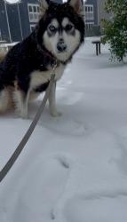 Lost Female Dog last seen Baytown community center , Baytown, TX 77520