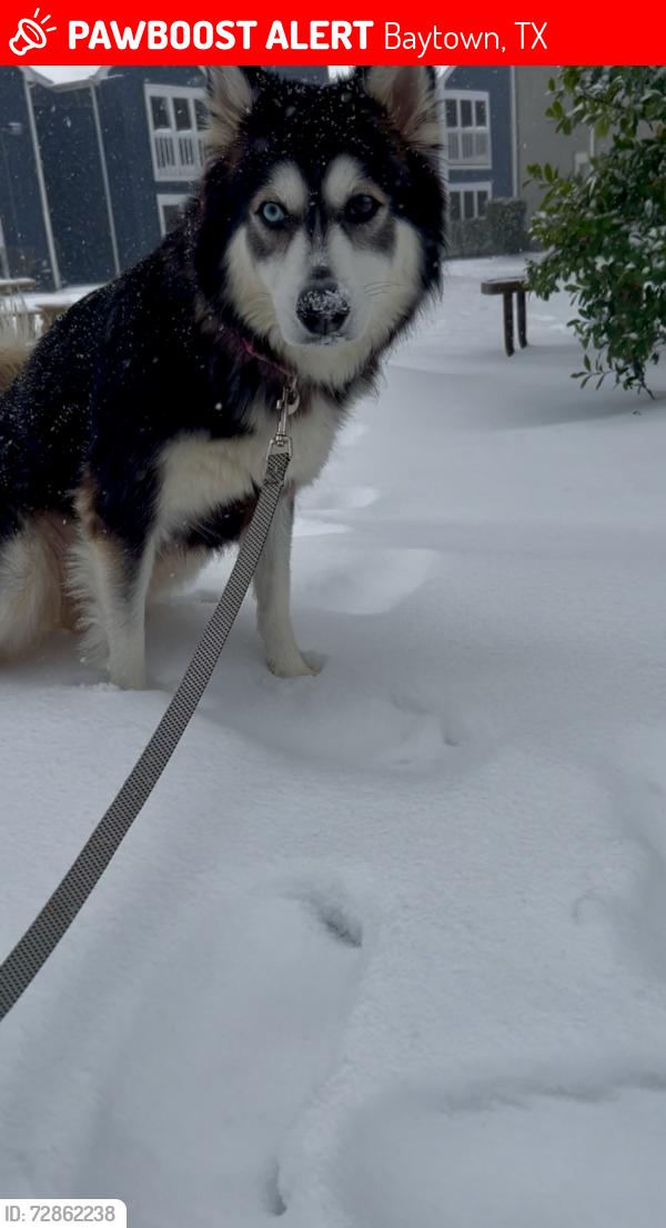 Lost Female Dog last seen Baytown community center , Baytown, TX 77520