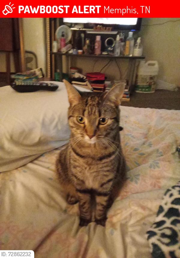 Lost Female Cat last seen Rockcreek Prkwy & Germantown Pkwy , Memphis, TN 38016