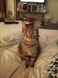 Lost Female Cat last seen Rockcreek Prkwy & Germantown Pkwy , Memphis, TN 38016