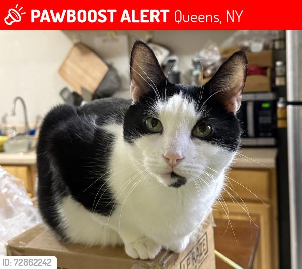 Lost Male Cat last seen 138th street and 58th ave , Queens, NY 11355