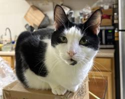 Lost Male Cat last seen 138th street and 58th ave , Queens, NY 11355