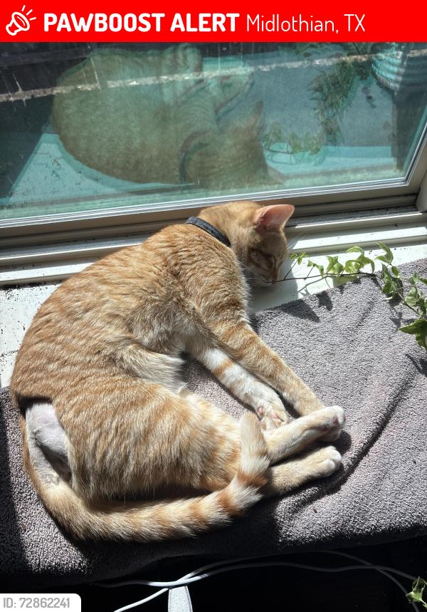 Lost Male Cat last seen Fern Ct, Midlothian, TX 76065