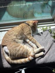 Lost Male Cat last seen Fern Ct, Midlothian, TX 76065