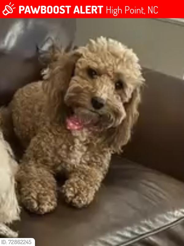 Lost Female Dog last seen Joe Moore rd and Burton rd, High Point, NC 27360