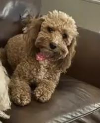 Lost Female Dog last seen Joe Moore rd and Burton rd, High Point, NC 27360