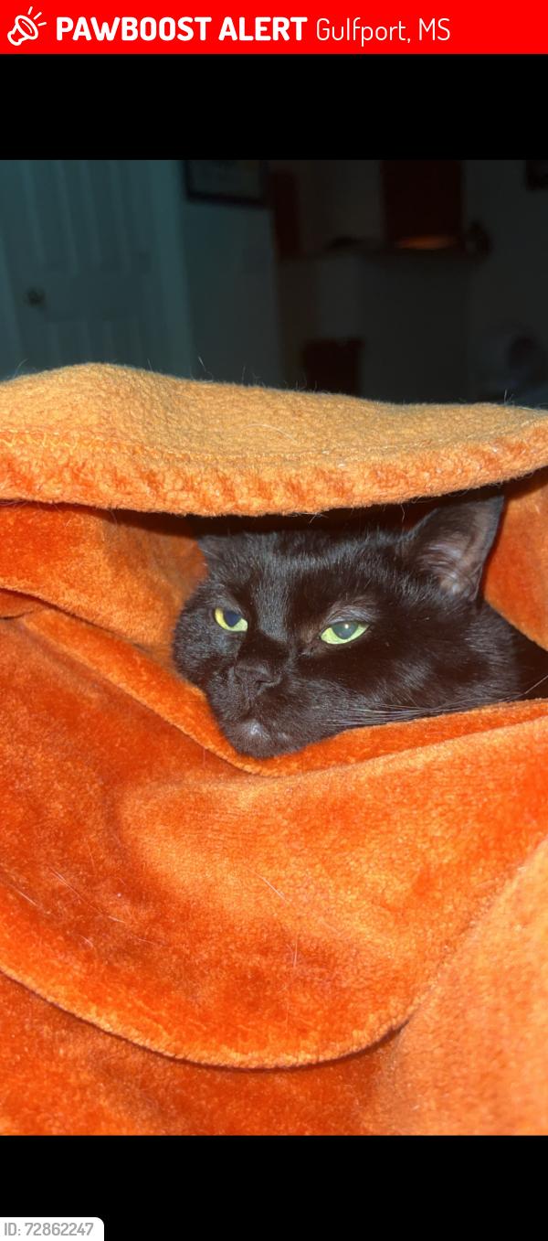 Lost Female Cat last seen Cypress pointe dr, Gulfport, MS 39503