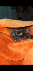 Lost Female Cat last seen Cypress pointe dr, Gulfport, MS 39503