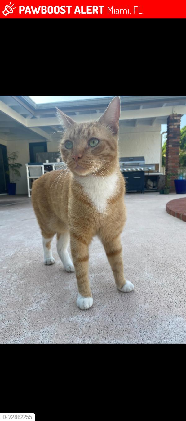 Lost Male Cat last seen Arvida Park, Miami, FL 33186