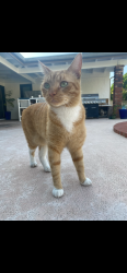 Lost Male Cat last seen Arvida Park, Miami, FL 33186